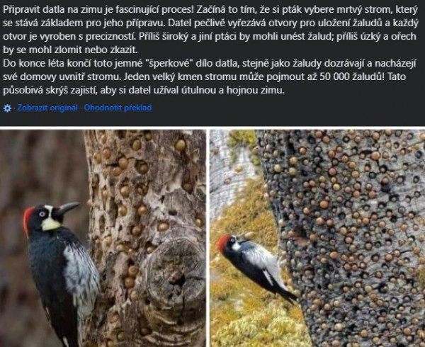 Datlování.jpg